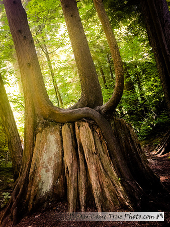 Dream Come True Photo Canadian Rainforest Vancouver Island Amazing facts