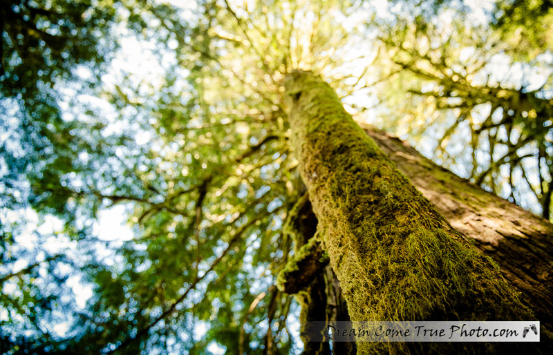 Dream Come True Photo Canadian Rainforest Vancouver Island Amazing facts