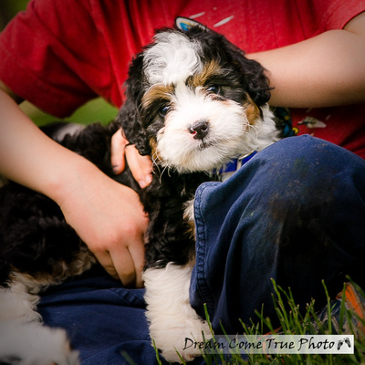 A Dream Photo - Dream Come True Photo - adorable berniedoodle puppy during a family photoshoot outside creating authentic and artistic fine art portraits in Middletown NJ 