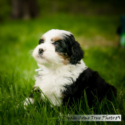 A Dream Photo - Dream Come True Photo - Family Photoshoot with a puppy dog bernedoodle adorable little baby as a fine art portrait