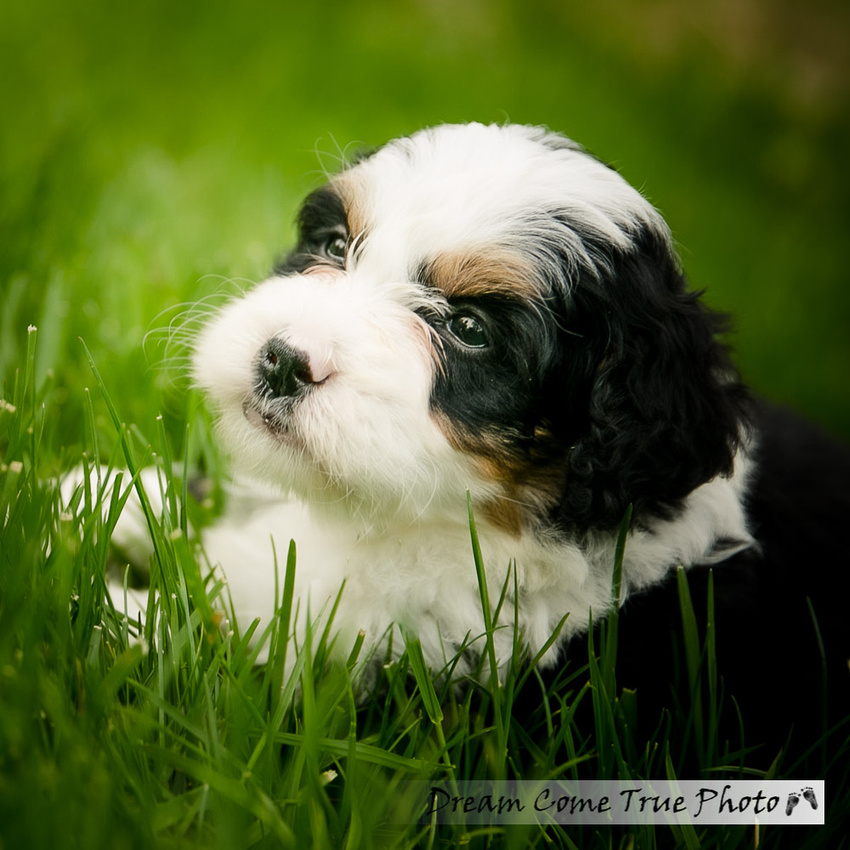 A Dream Photo - Dream Come True Photo - family photosession with adorable puppy of bernedoodle dog who has the most unusual name - Manalapan NJ