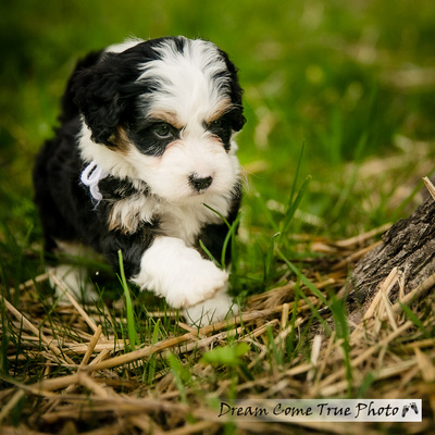 A Dream Photo - Dream Come True Photo - adorable berniedoodle puppy during a family photoshoot outside creating authentic and artistic fine art portraits in Marlboro NJ