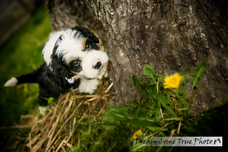 A Dream Photo - Dream Come True Photo - Family Photoshoot with a puppy  with unusual name - dog bernedoodle adorable little baby as a fine art portrait